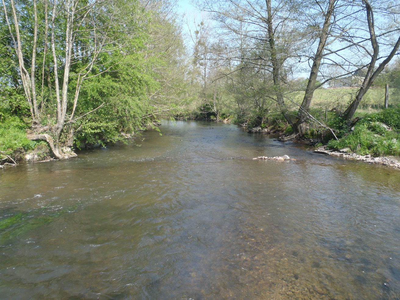 Un parcours mouche sur la Sienne