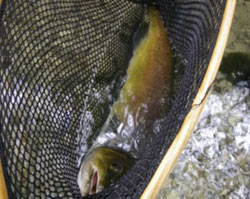 Parcours no kill sur la Touvre (la camoche )