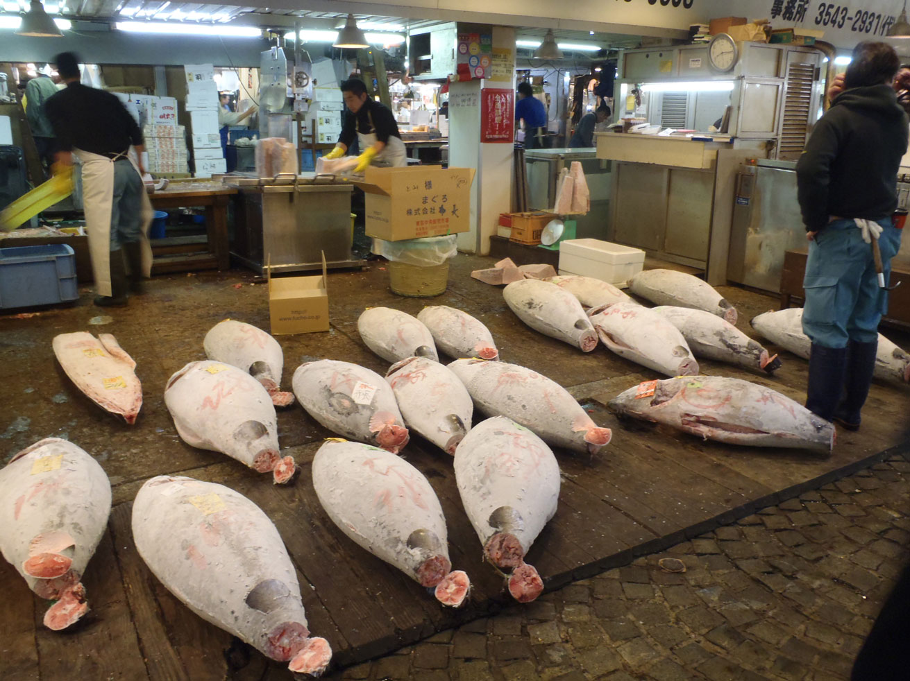 Libye : la guerre n’a pas arrêté les pêcheurs de thons rouges