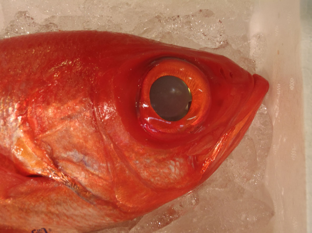 Depuis le 13 juin, plus de poissons français consommés