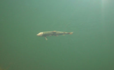 Jura : la Bienne, une rivière en souffrance