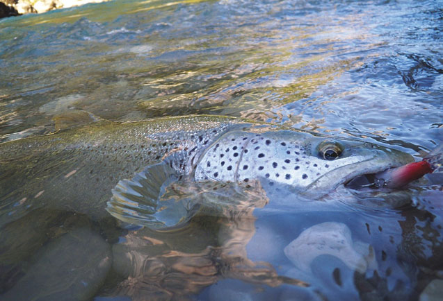 Expertise : le printemps du lancer ?