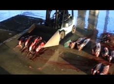 Pêche au Requin au Japon.