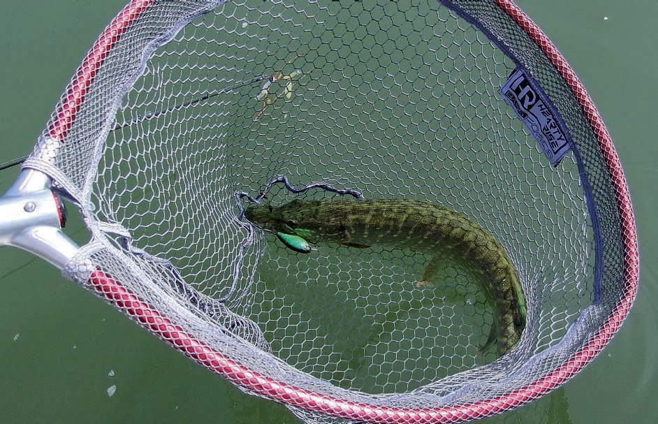 Pêche sportive et respect du poisson