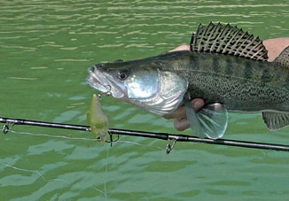 Les dérives harmonisées