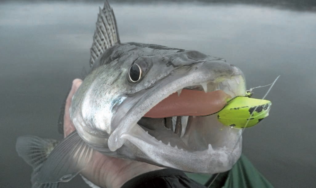 Sur les traces du sandre