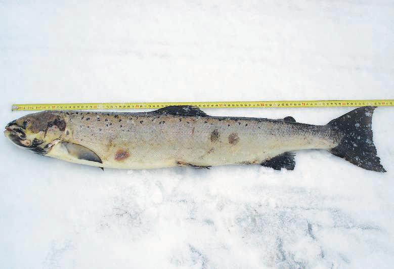 Reproduction naturelle du saumon sur la Fecht