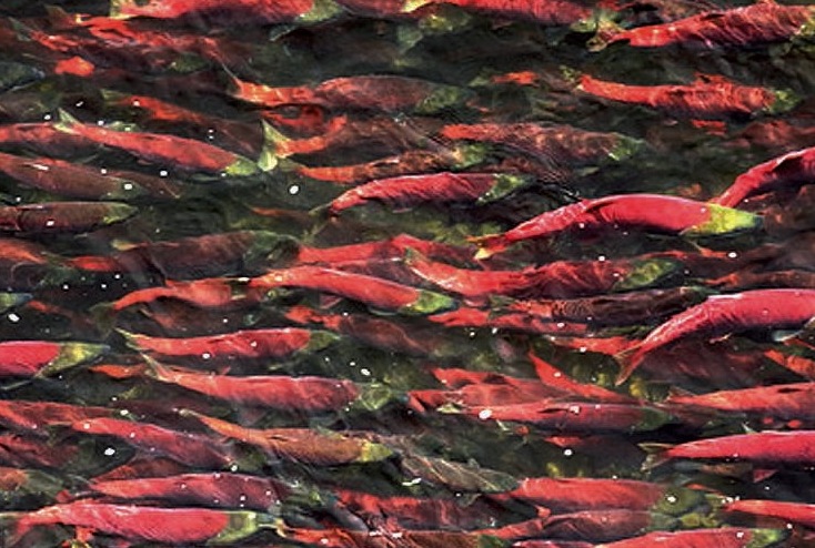 Un marathon pour sauver le saumon sauvage de la Snake River