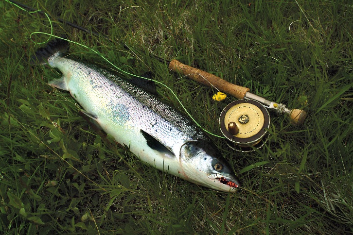 Snaelda, la mouche qui fait tache