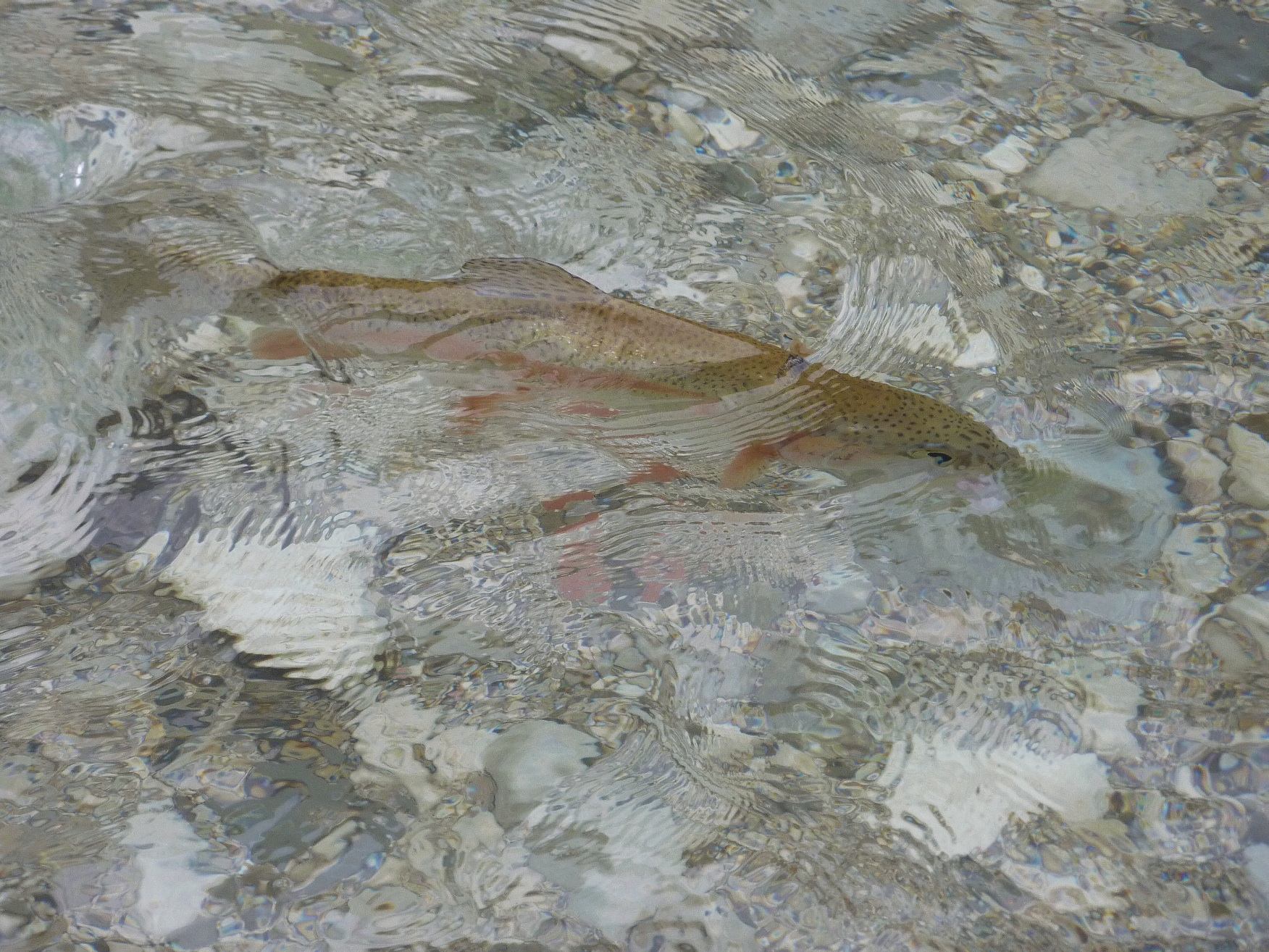 Slovénie, le débat : vos réactions