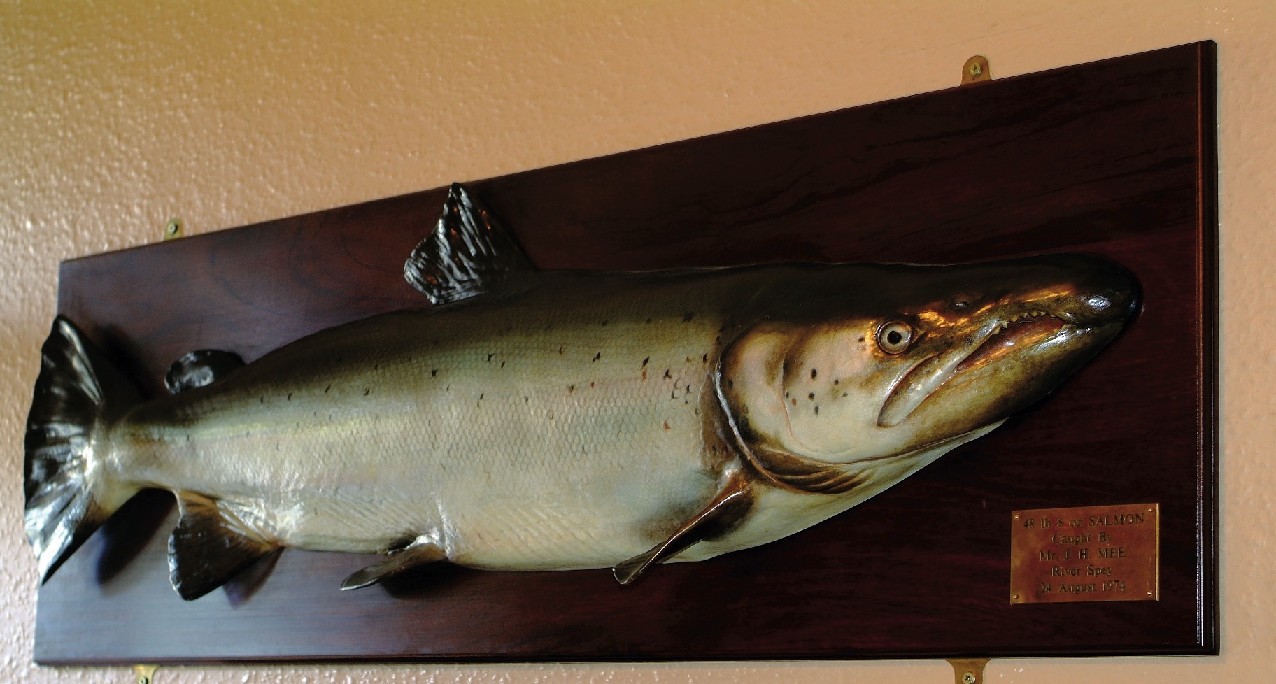 Comment sauver le saumon de la Tamise ?