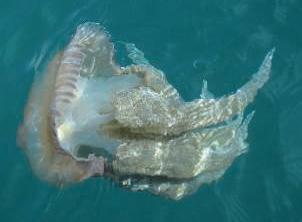 Le barrage géant des Trois Gorges et ses effets… durables