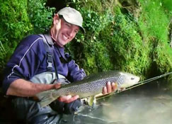 Grosses truites des Pyrénées