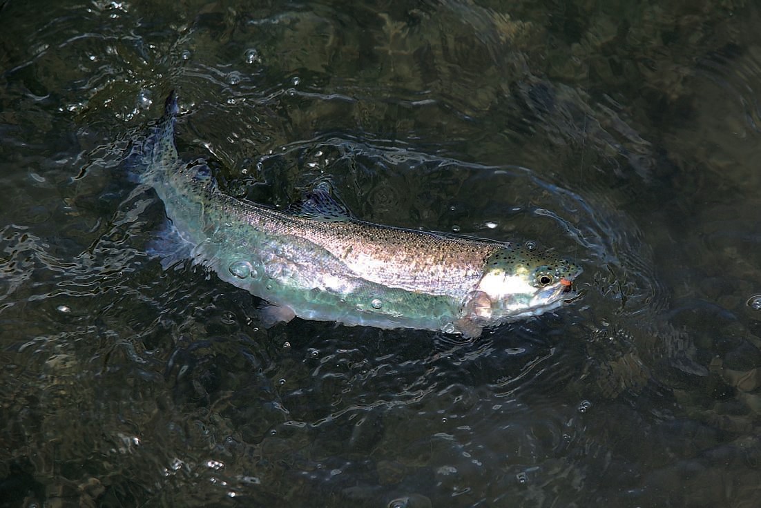 Pêche en lac, utilisez un bas de ligne à noeud en fluorocarbone