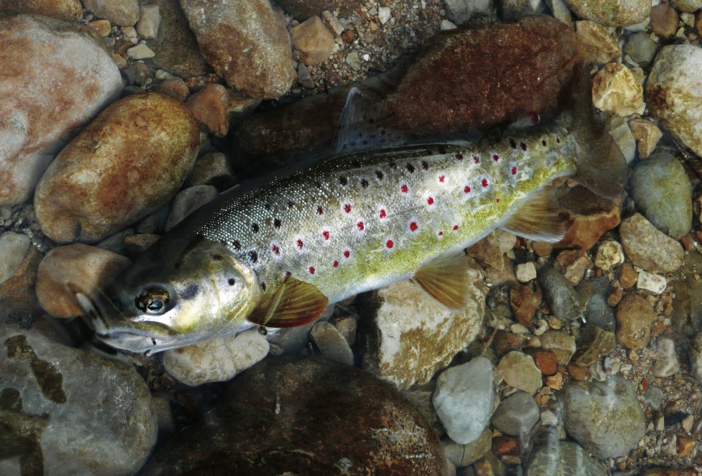 De la diversité des salmonidés