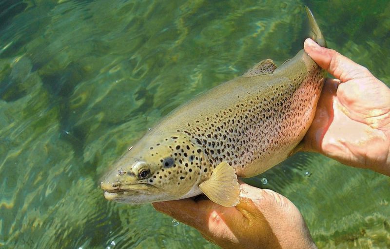 Nymphe à vue hors des sentiers battus…