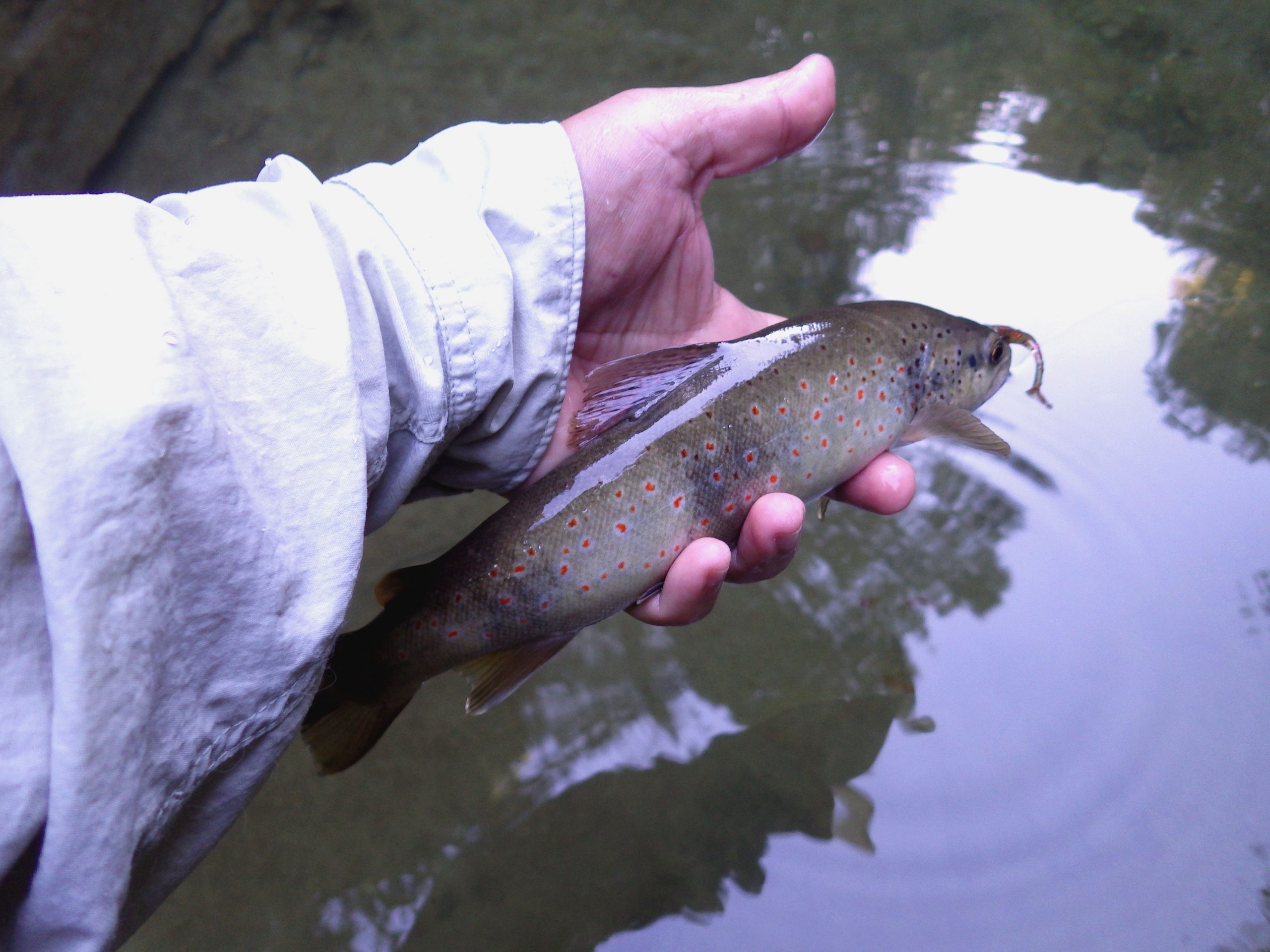 GESTION DE LA PÊCHE RÉCRÉATIVE EN FRANCE : UN DEMI-SIÈCLE D’INCOMPÉTENCE ET DE GABEGIE, mais « TOUT VA TRÈS BIEN MADAME LA MARQUISE…. »