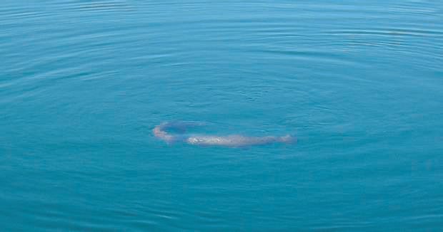 La vie privée des truites