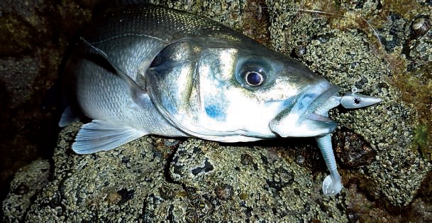 Têtes lestées : leçon de brasses coulées