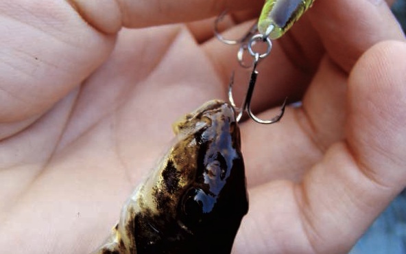 Prises surprises à l’ultraléger