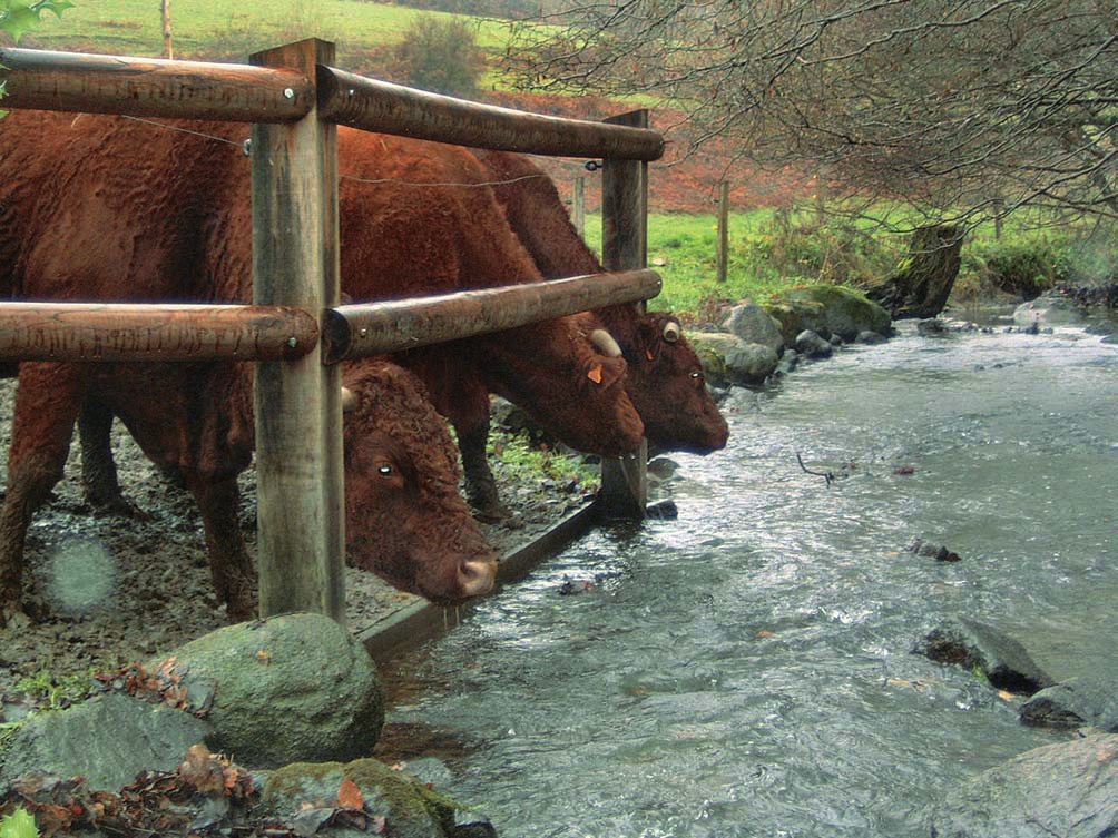 Les effets mal connus des abreuvoirs sauvages